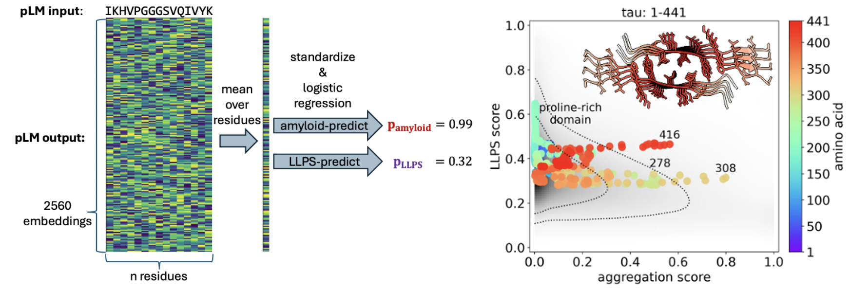 Protein language models